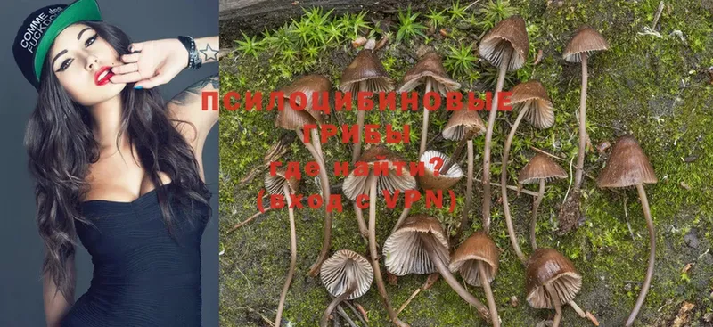 Галлюциногенные грибы Magic Shrooms  магазин продажи наркотиков  Кашира 